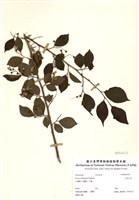 藏品(烏皮九芎)的圖片